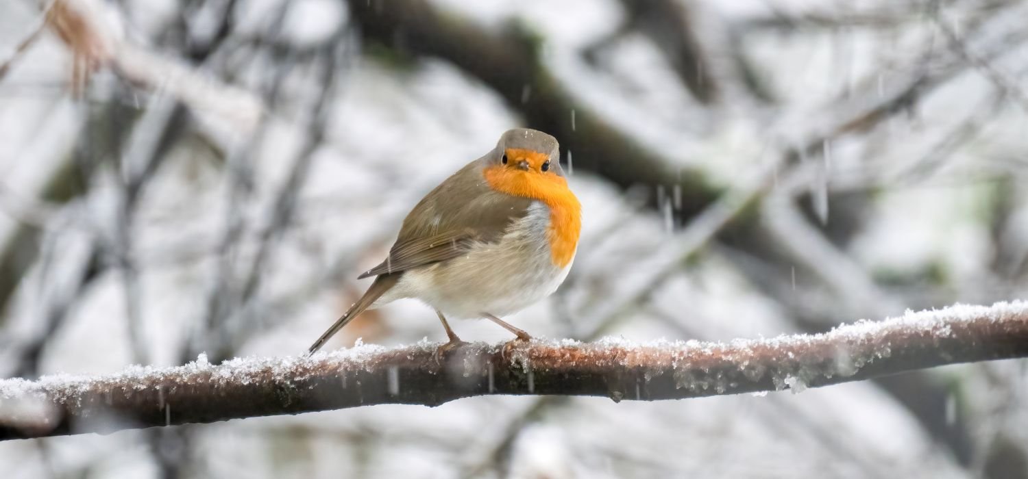 Rotkehlchen auf verschneitem Ast